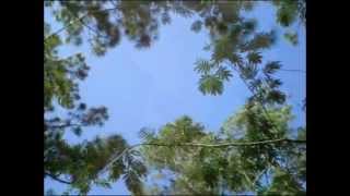 Daryl Hance "Through The Trees"