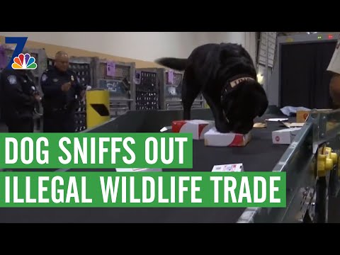 The surprising return of Dagmar Midcap to Atlanta TV