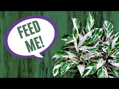 Mastering Houseplant Fertilization: A Beginners Guide