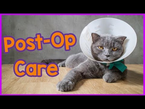 Caring for a cat after sedation - Top tips and advice!