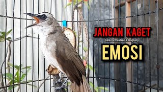 Download lagu trucukan gacor ROPEL PANJANG pancingan trucukan agar bunyi jadikan burung trucuk gacor NYAUT EMOSI mp3