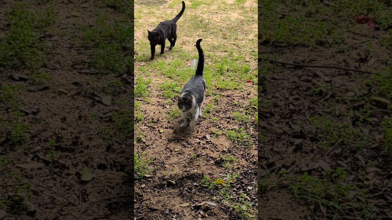 Коты по команде прыгают Cats jump over fence on command Смешные кошки Funny cats Nature Trend Plants