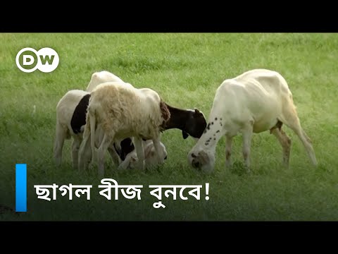 সেনেগালে ছাগল দিয়ে বীজবপন