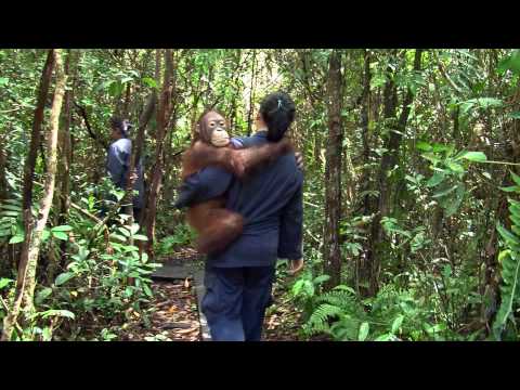 Born to Be Wild (Clip 'Orangutan Washing')