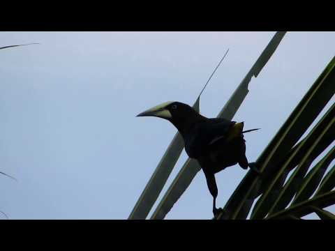 Chestnut-headed Oropendola
