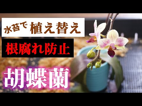 重曹を使って蘭に再び花を咲かせる方法は？すべきこととしてはいけないこと  庭園