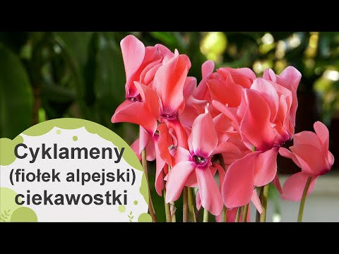 Cyclamen - (alpine violet) interesting facts and good care.