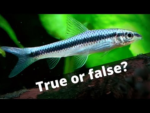 Truth about Siamese algae eater. True SAE vs Flying Fox
