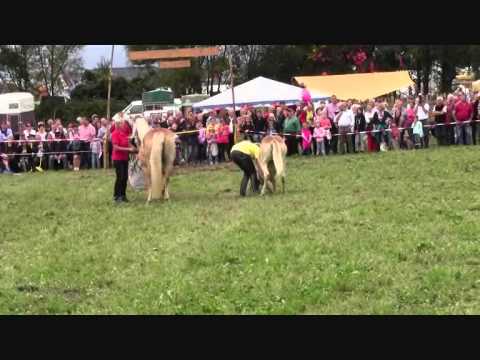 Haflingerzucht Preinig