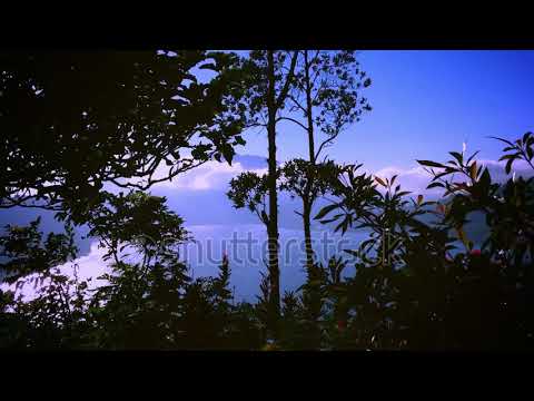 Morning Shine Of Lake Buyan With Swaying Plant Leaves At Wanagiri