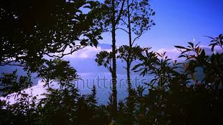 Morning Shine Of Lake Buyan With Swaying Plant Leaves At Wanagiri