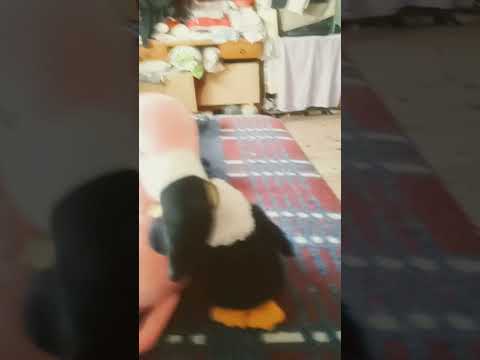 tucancito y flamencita #animals #apoyoplissssssssssssss