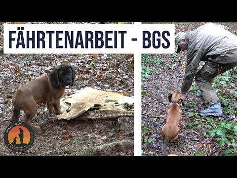 Die erste Fährte mit dem BGS – Welpen Bodo von der Burg Clanx | Hundeschule U.B.