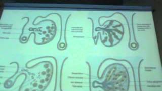 Dr Sherif Fahmy - embryology 17 " Testis & Ovary " ,,