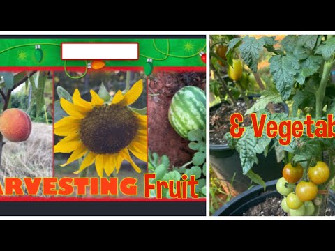 Harvesting Vegetables & Fruit from Our Yard Garden | Its RichMae USA