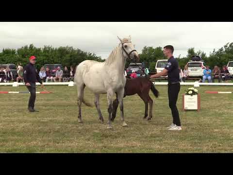 Holsteiner Fohlenschau Föhr 2022 | SF | Comme il F. x Condenter x Reichsgraf | St. 104A | ZG Rörden