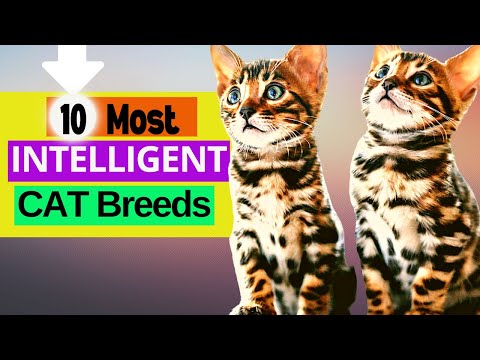 10 Of The MOST INTELLIGENT CAT BREEDS You Will Love + Their Personality🐱!