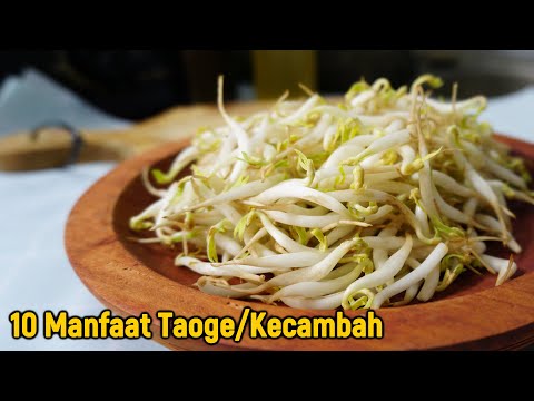 , title : 'Suka Taoge.. !Inilah 10 Manfaat Kecambah untuk Kesehatan'