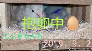 簡単に動画だけです💦