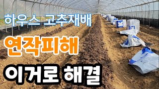 비닐하우스 고추재배  연작피해 이거로 해결 가능할까?