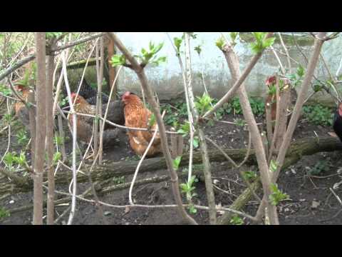 Kropfverstopfung beim Huhn, was tun?