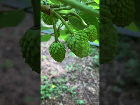 これが、すぐに果樹にホイルを被せるべき理由です。  庭園