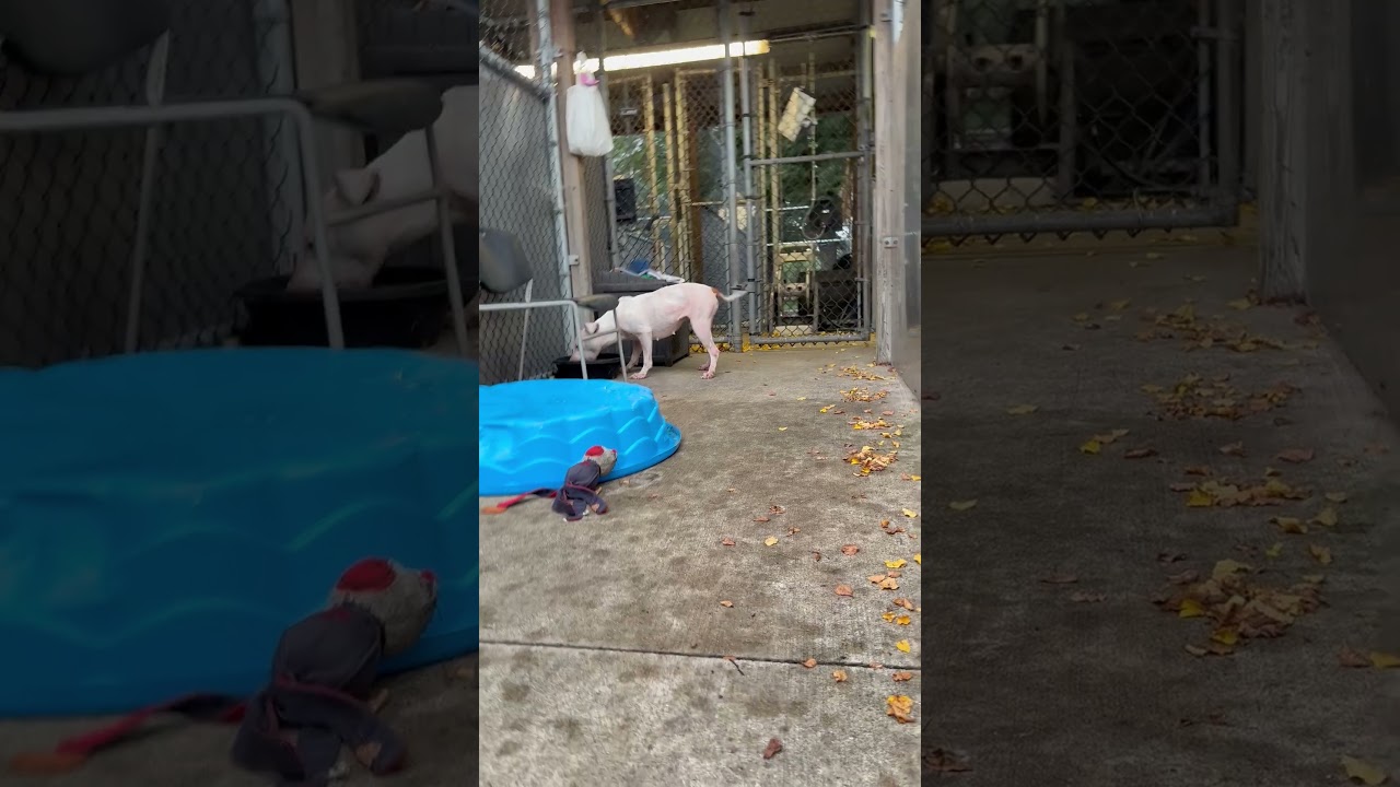 Enlarge Saskia, a Adoptable Pit Bull Terrier in Chicago, IL video 5/6