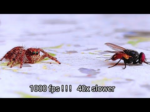 Jumping Spider vs. Fly: Epic Slow-Motion Showdown ||Jumping spider catching fly