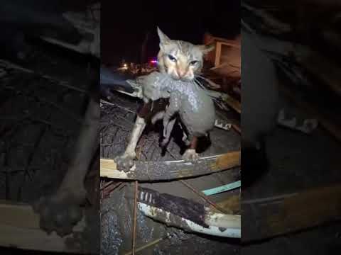 Induk kucing ditemukan sedang berjuang keluar dari tumpukan reruntuhan #catrescue #sadcat #cat