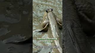 Download lagu The Common Stingray Australia's Underestimat mp3 Download lagu The Common Stingray Australia's Underestimat mp3