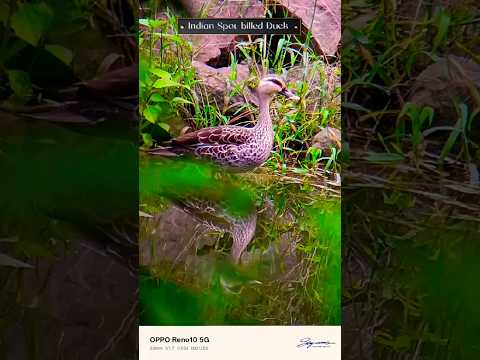 Tranquil moments -duck🦆 #mobilephotography #shorts #nature