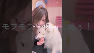 独身女がサモエドカフェで最上級に癒されてきた