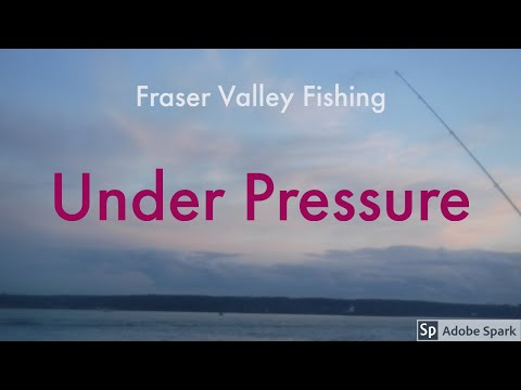 Fraser Valley Fishing-- Under Pressure