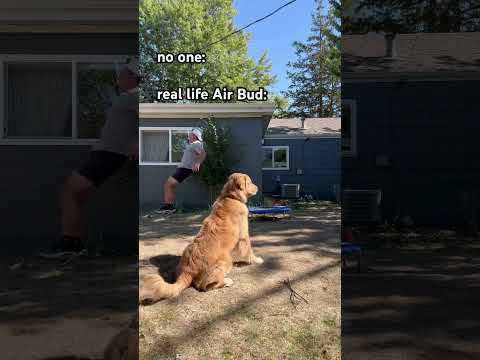 Un chien adorable tente de sauter d'un trampoline.