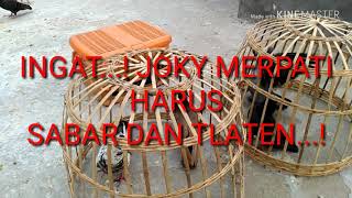 Download lagu CARA MENGAJARI MERPATI KENTONG MUMBUL DUWUR..! mp3