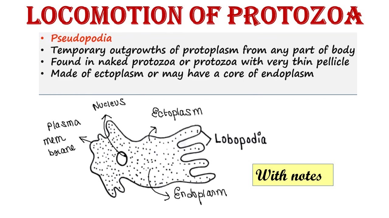 What Is Locomotion