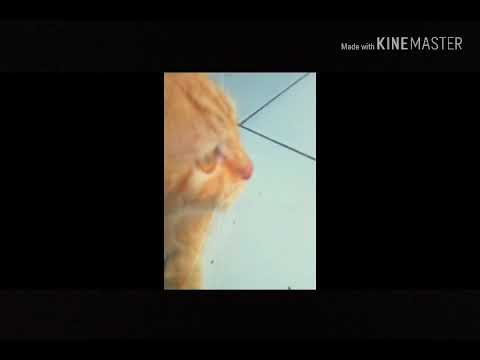 CONTOH VIDEO CINEMATIC | Sahila Channel