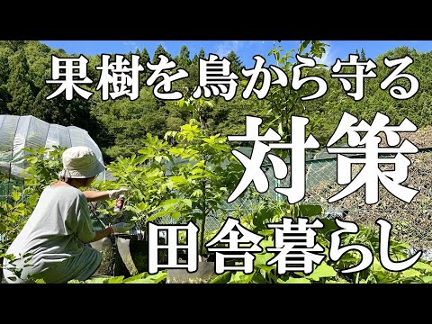 夏に果樹園の先端で果樹を鳥や昆虫から守る方法