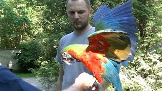 Macaw Rap – Clara the Macaw and Bleiz the Rapper
