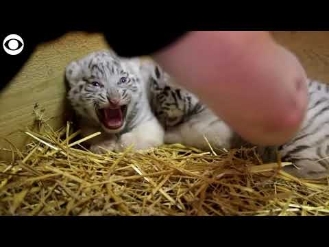 white tiger family
