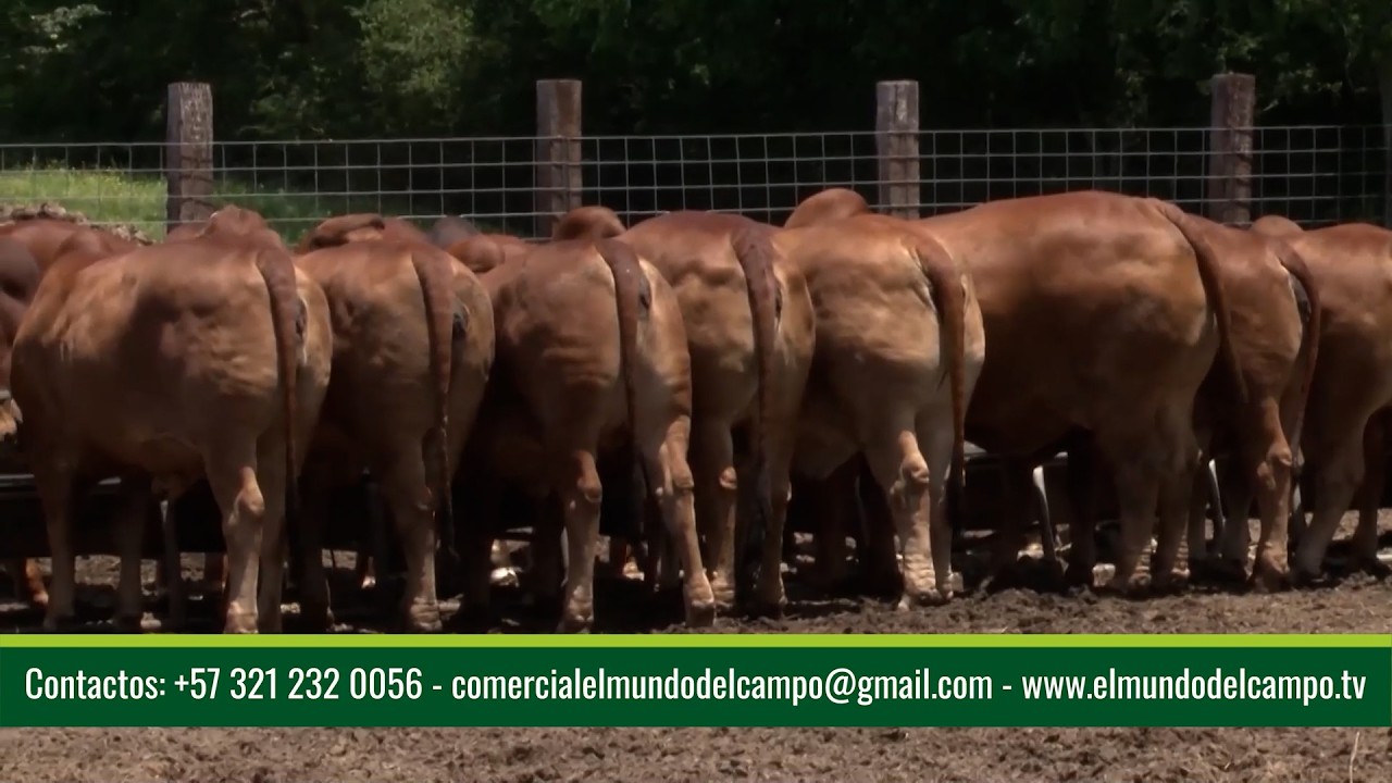 25 FEB   CAP 2   CASARAY RANCH GANADERÍA BRAHMAN ROJO EN TEXAS   EEUU