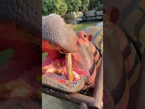 فرس النهر ده صدم صاحبه! 😳