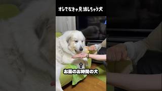 お薬飲むフリが達人級の愛犬　#グレートピレニーズ #大型犬 #愛犬 #かわいい犬 #greatpyrenees