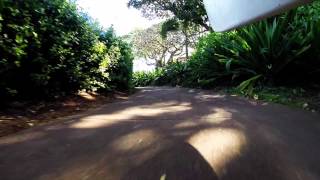 sunshine- ginger ninja