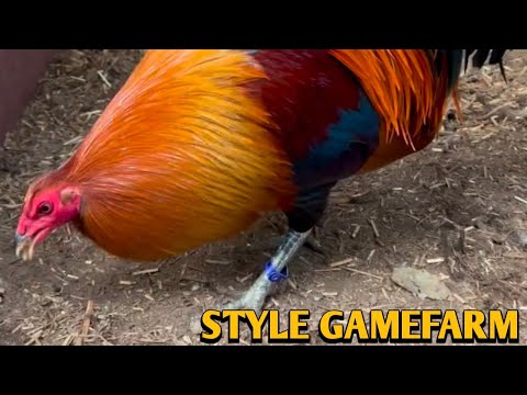 Mclean Hatch Sweater Kelso - STYLE FARM