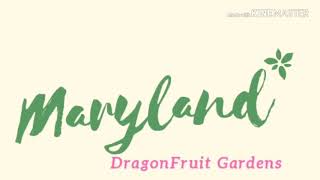 preview picture of video 'A compilation of happiness in the farm | Happy third year Anniversary Maryland Dragonfruit Gardens'
