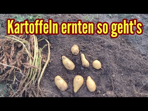 Wann Kartoffeln ernten? Wann sind Kartoffeln reif für die Ernte? Meine Kartoffelernte aus dem Topf