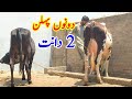 2 Top Class Friesian Cows | Best milking Record Cow For Sale in Pakistan | 03008754743