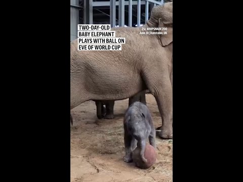 Two-day-old baby elephant plays with ball on eve of World Cup
