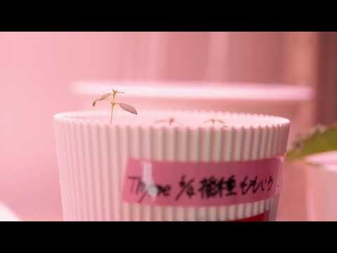 LED植物栽培実験／食品生命科学科